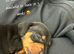 Dachshund Puppies