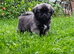 Male Tibetan Spaniel