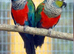 Hand reared tamed Parrot Conures
