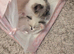 Ragdoll kitten for sale