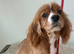 Cavalier King Charles kc registered female