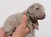 8 silver weimaraner