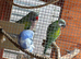 Male and female Moustache Parrots