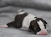 2 Brackenswift puppies available