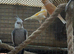 Cockatiels, Budgies, Canaries