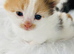 Adorable kittens
