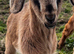 Ready now Anglo Nubian/Boer intact male goat kid