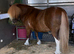 TOP class mini gelding