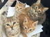 Pixie bob kittens ready now