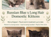 Russian blue x long haired domestic
