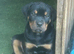 Harlequin American Bullweiler