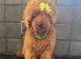 Beautiful 4th generation Red Minature Poodle Pups