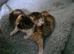 2 unusual british shorthair girls