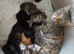 Main coon and bengal mix boy 10 weeks