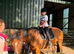 Beautiful bay mare