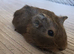 Male guinea pigs