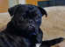2 yr old Black Pug for stud