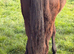 REDUCED Yearling jet black sports horse
