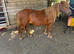 Chestnut Shetland mare