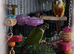 Bonded Pair Of Conures