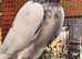 1 cock bird and 1 pair