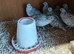 Bobwhite Snowflake breeding pairs
