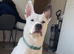 Ozzie is looking for a furever home