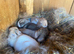 Mini lops ( Est since 2014 )