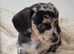 Stunning puppies looking for their new home