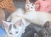 Beautiful fluffy kittens