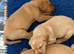 Quality Fox Red Labrador KC reg