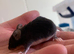 Fancy mice for sale