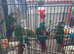 Pineapple / Green Cheek Breeding Pair
