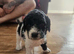 Cavapoo puppies 1 boy left
