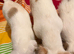 Jack Russel Terrier Pups