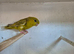 Proven pair off linolated parreakeet