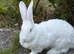 Male blue eyed white rabbit