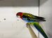 Female golden mantled rosella