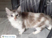 Cat 4 yr female