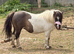 Superstar registered mare
