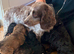 3 gorgeous cockapoo girls