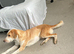 Whippet X Collie X Lab