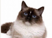 Seal ragdoll expecting kittens 19th of July