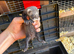 Ferret kits for sale