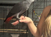 African grey baby&rsquo;s