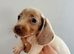 Adorable miniature daschunds ready to leave