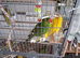Kakarikis