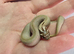 2026 Hognose babies ready to go from £80