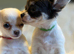 Tiny KC Registered & fully dna tested  Chihuahua Puppies