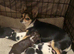 happy healthy litter of chihuahua puppies